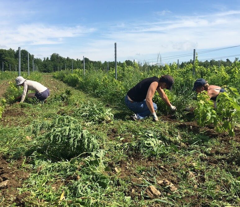 Vignoble des Bacchantes