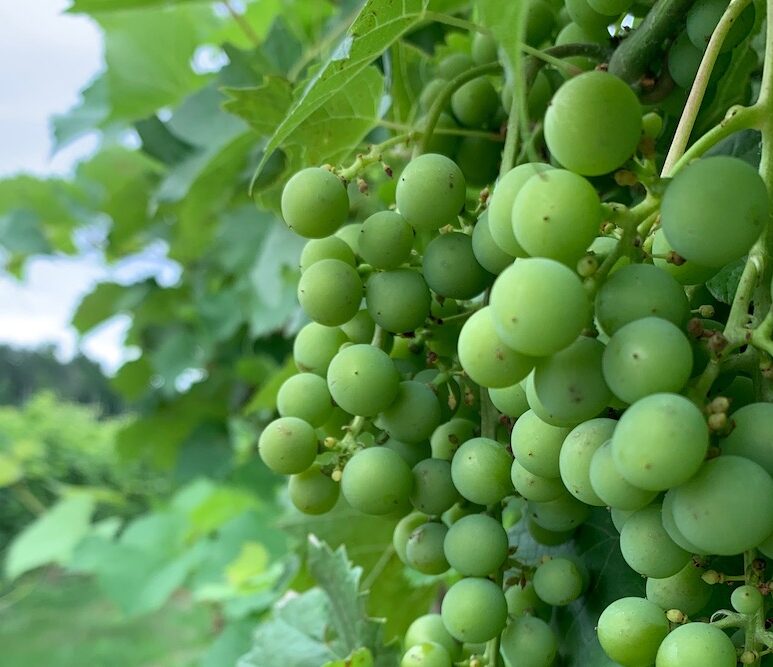 vigne en juillet - raisins