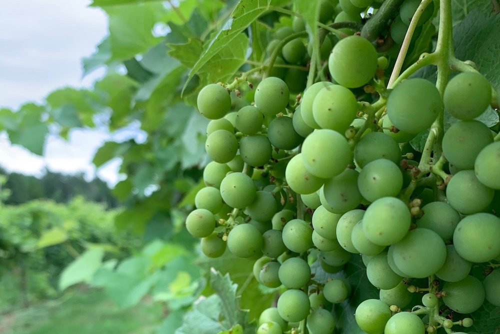 vigne en juillet - raisins