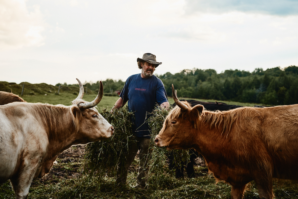 John Badger et ses vaches