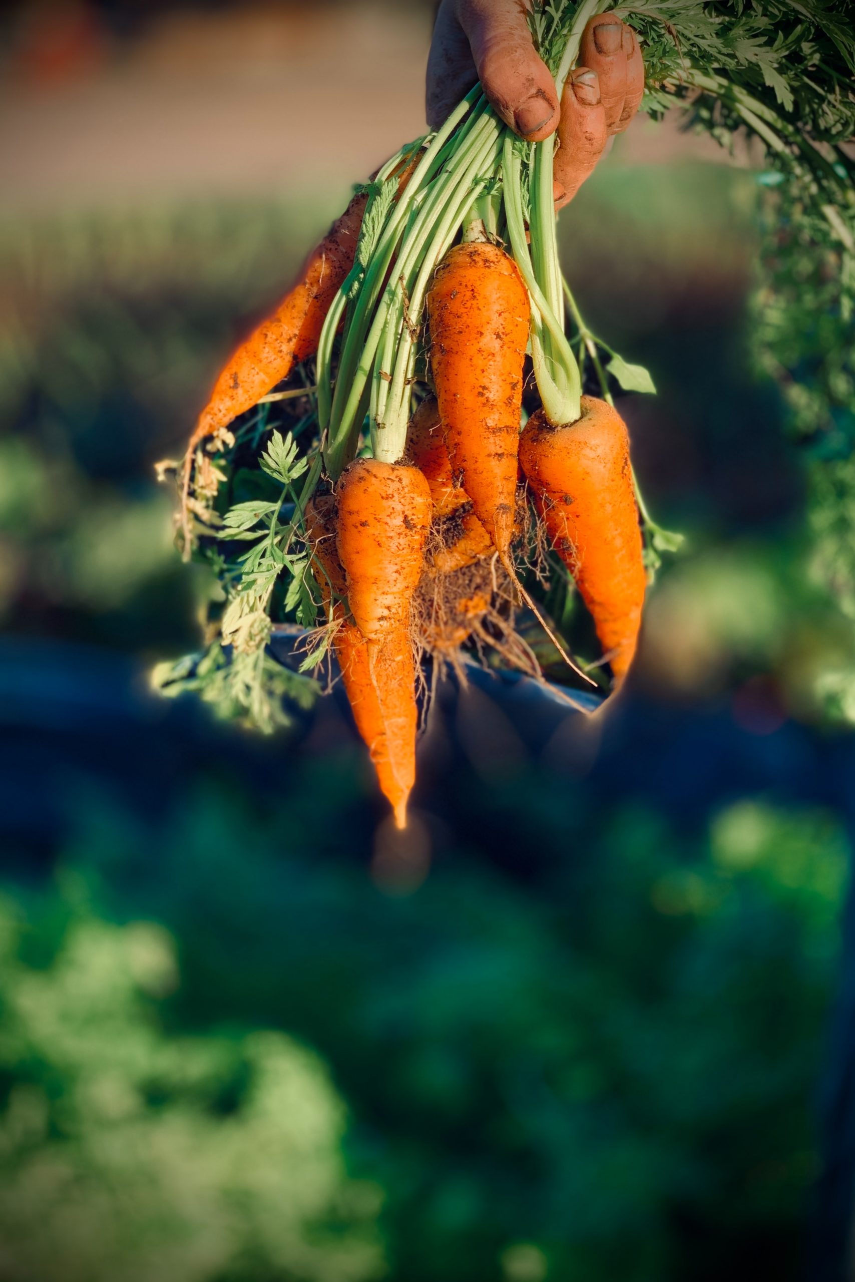 carrotes du potager