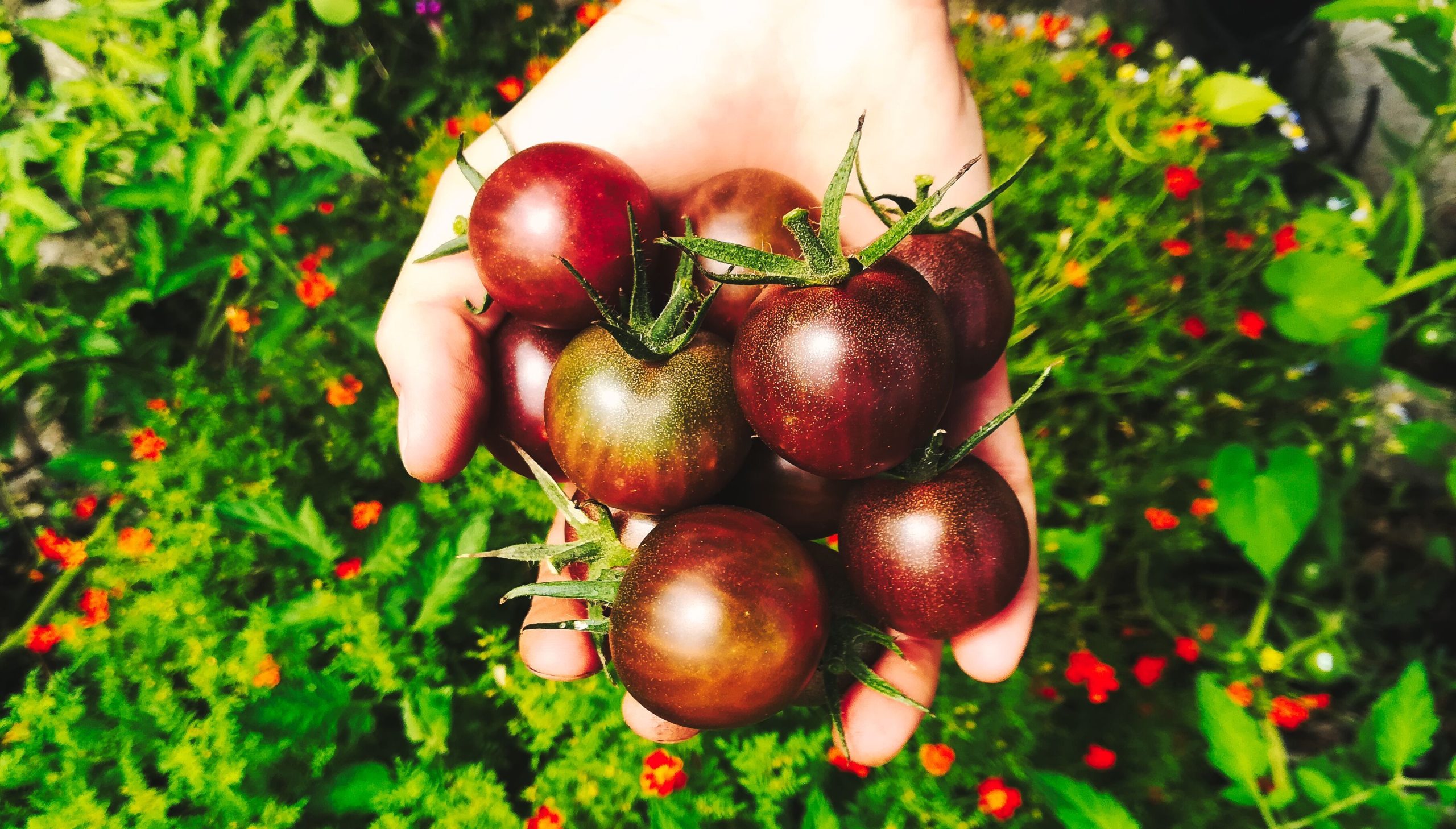 Semences de tomates cerises Black Cherry
