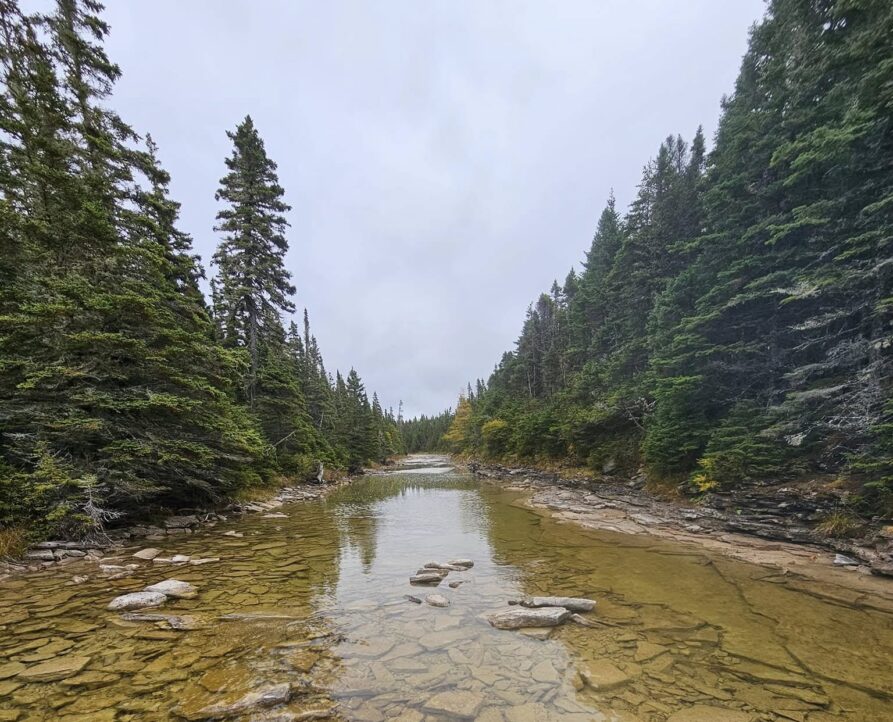 grincement de dents entreprises forestières