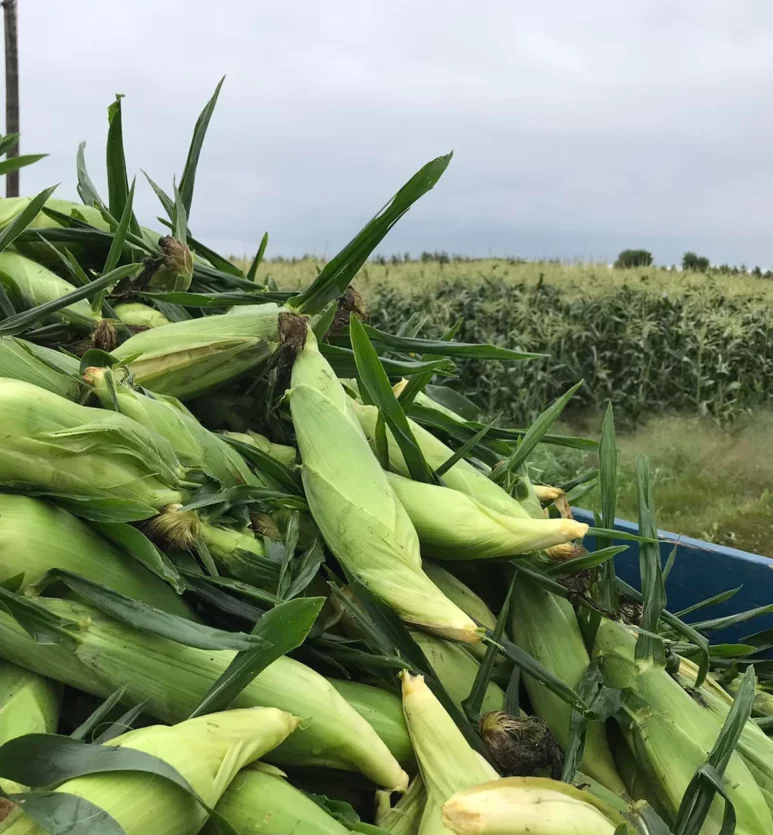 bilan de saison maraîchère