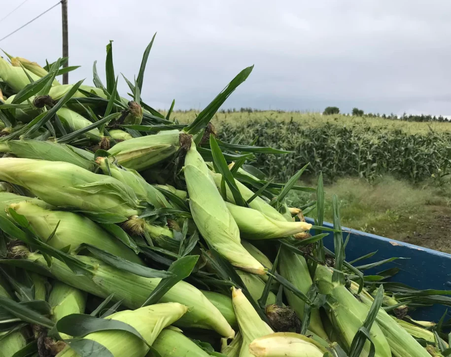 bilan de saison maraîchère