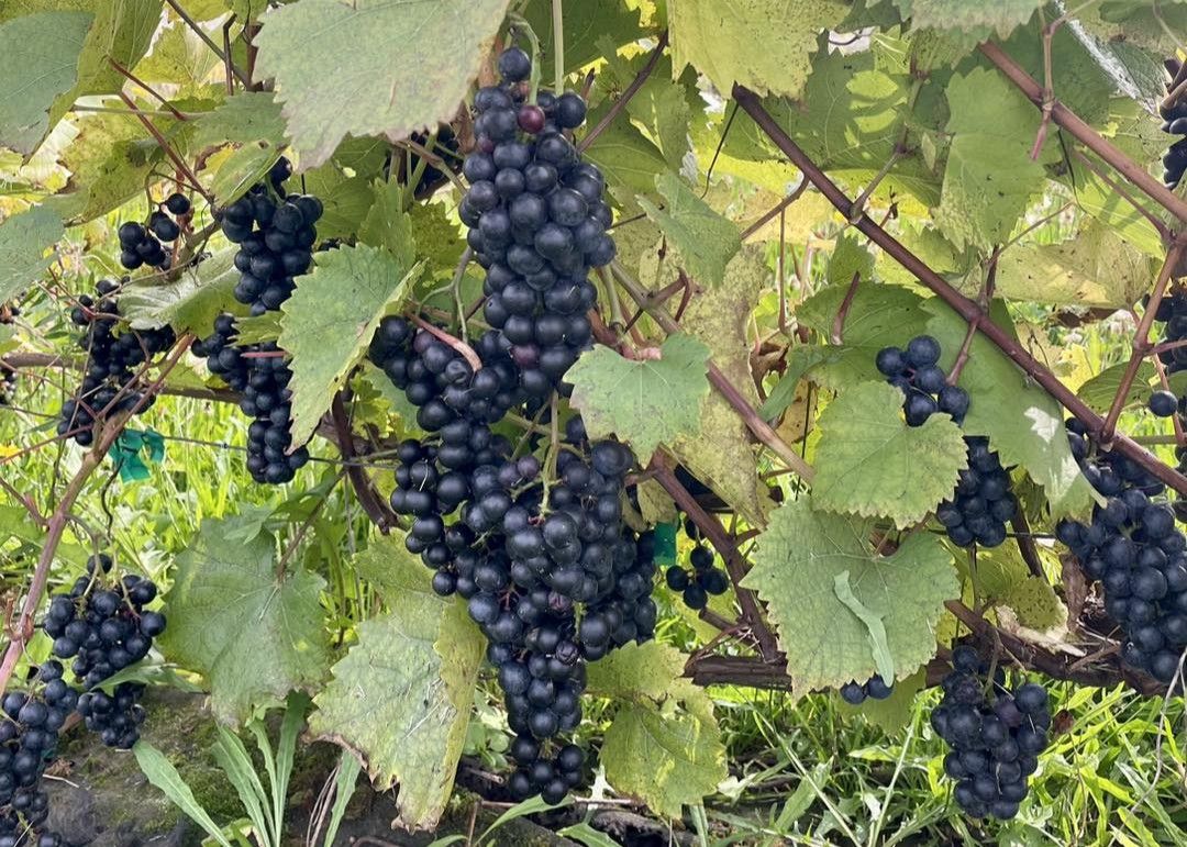 bilan de saison maraîchère