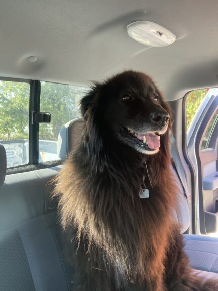 émilise lessard therrien chien