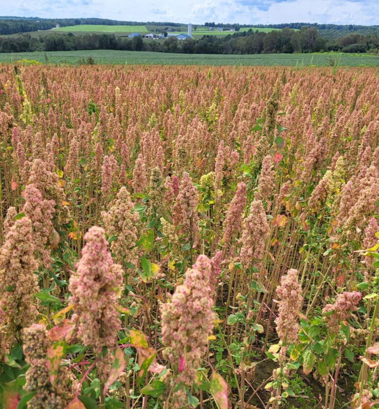 quinoa du Québec