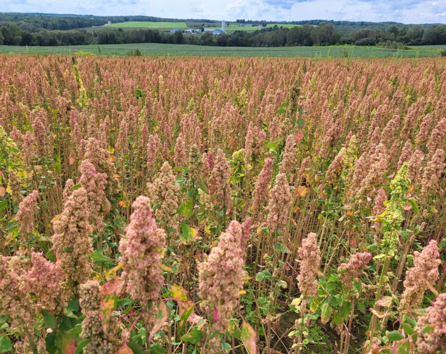 quinoa du Québec