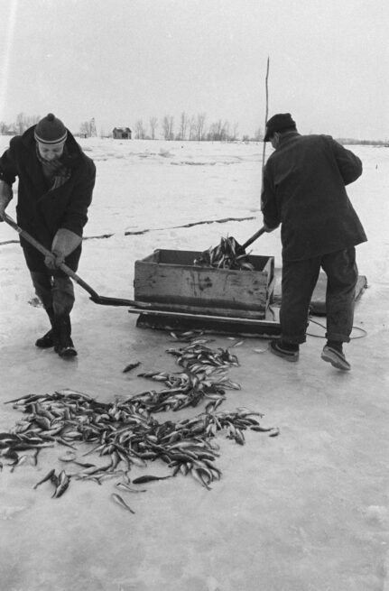 pêche au poulamon