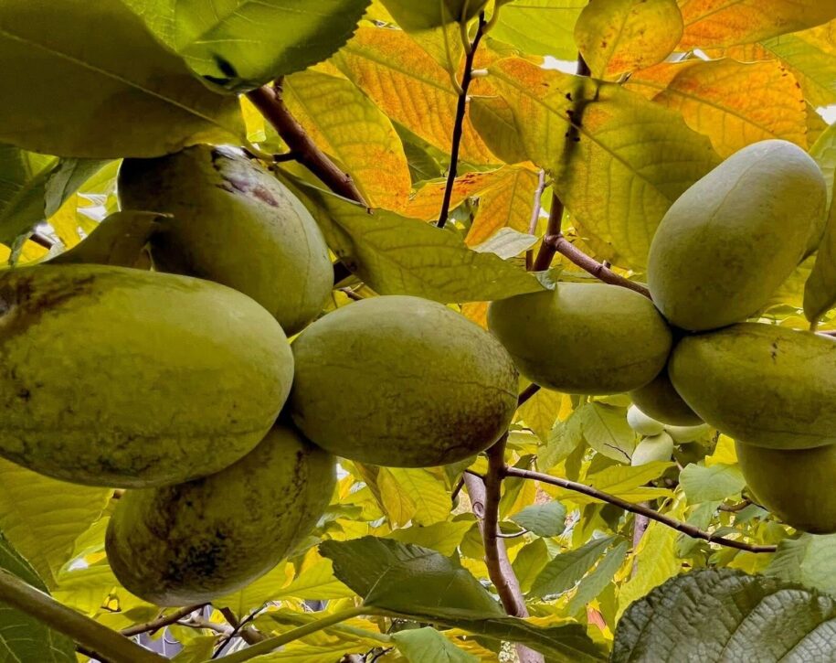 pawpaw arbre crédit vincent renaud