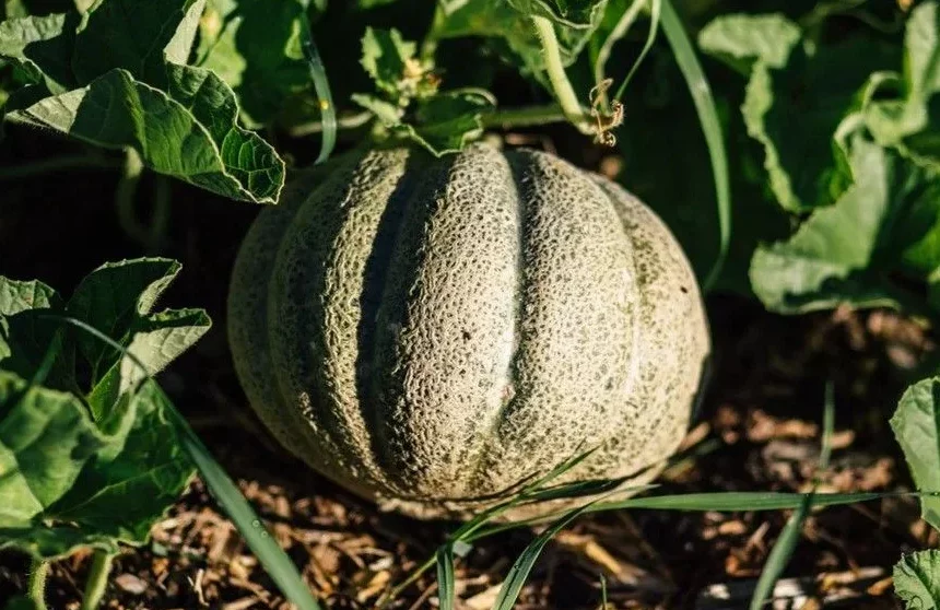 aliments originaux