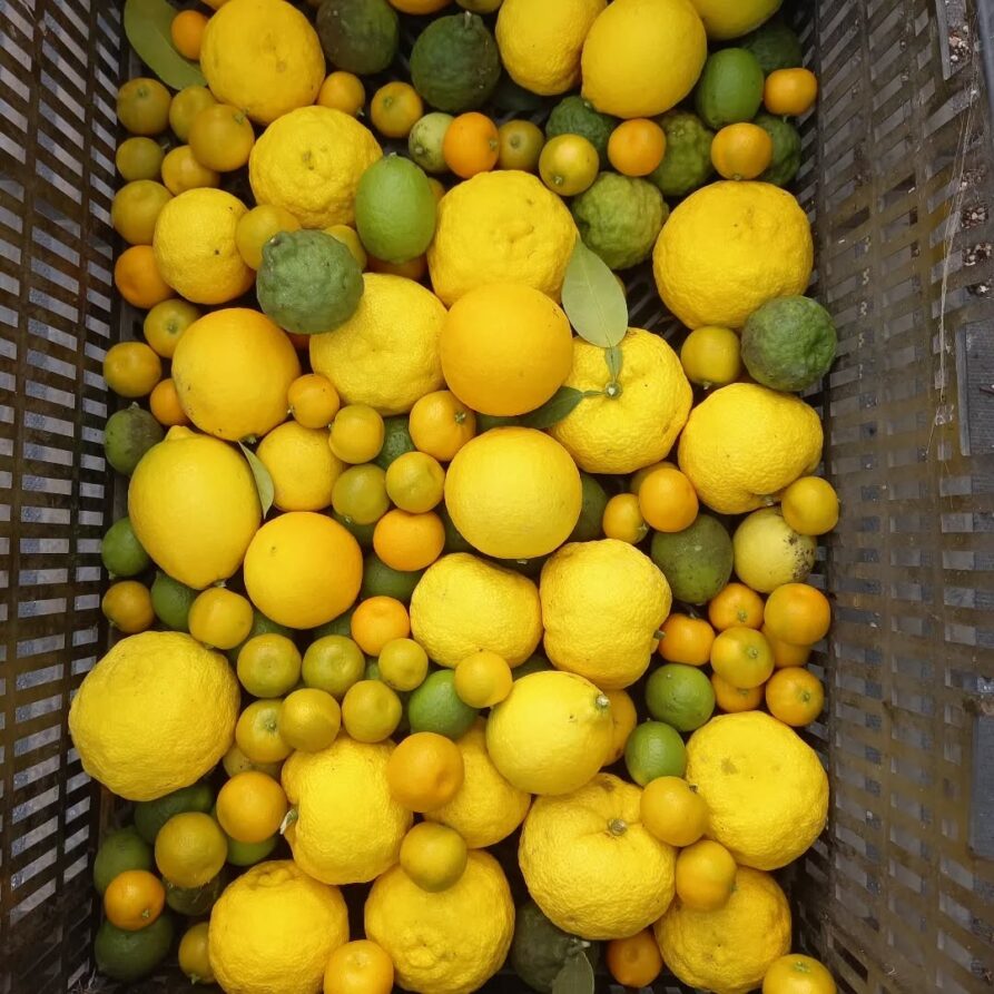 aliments exotiques locaux