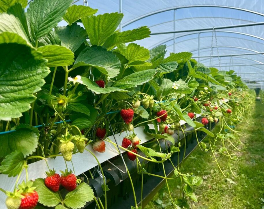 fraises du Québec