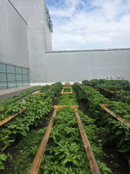Jardinage sur toit