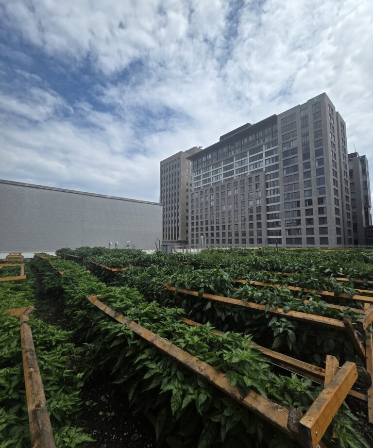 Jardinage sur toit