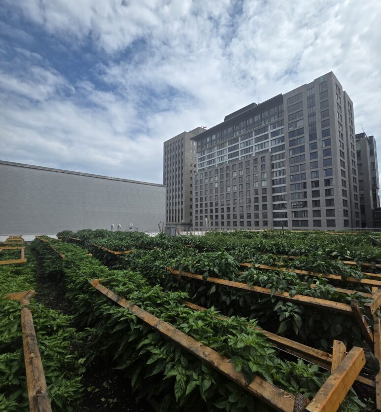 Jardinage sur toit