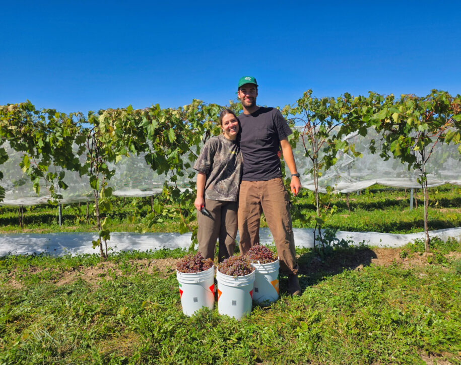 vignoble Septembre