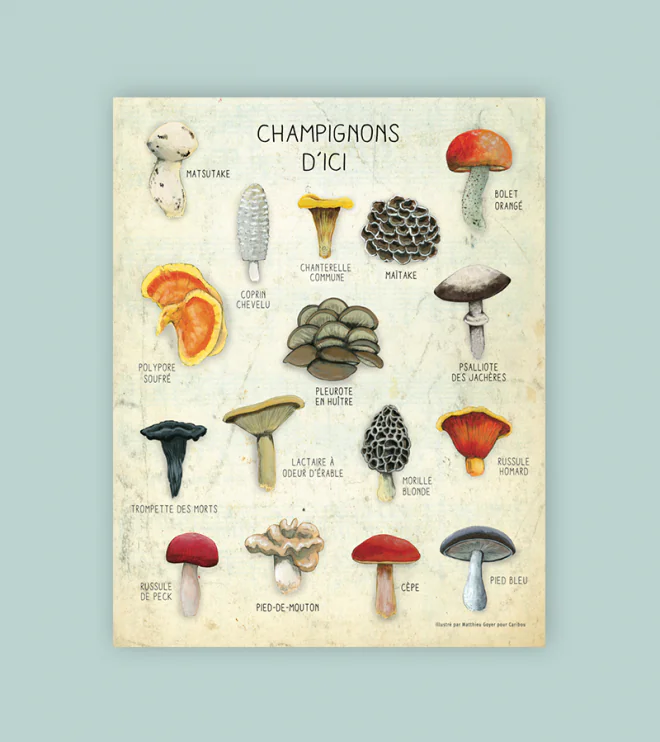 Affiche Champignons d'ici