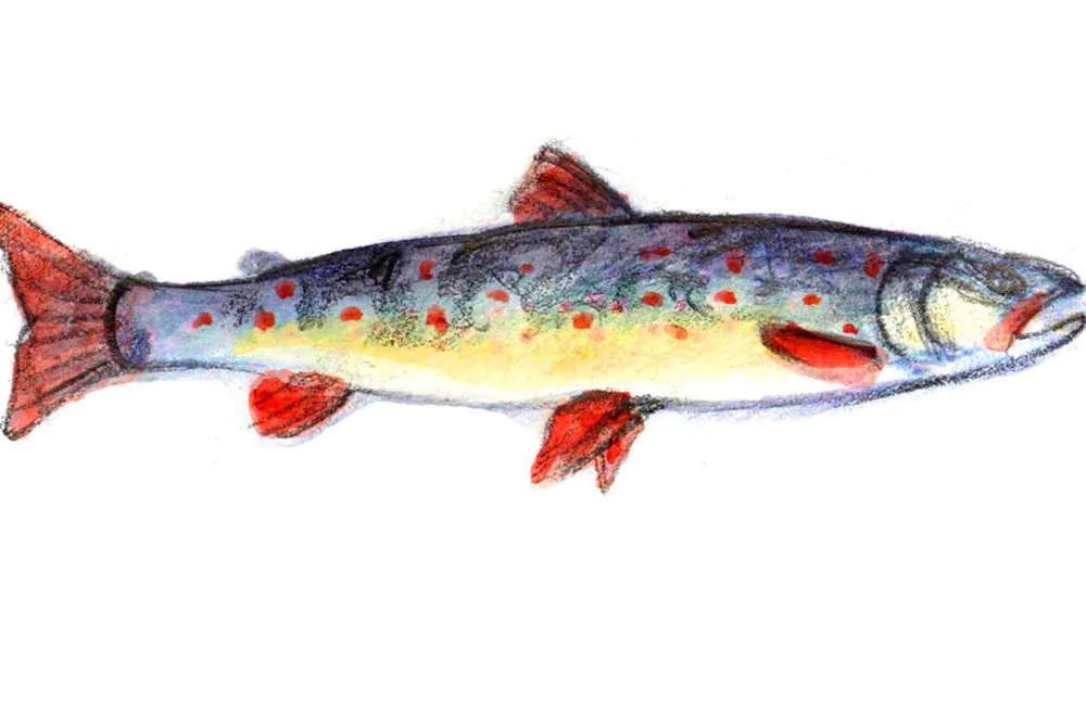 poissons chaire rose