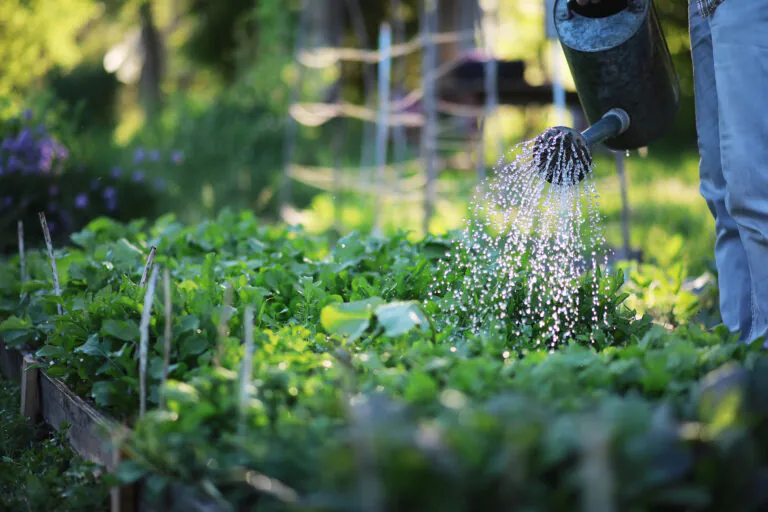 Comment arroser le jardin