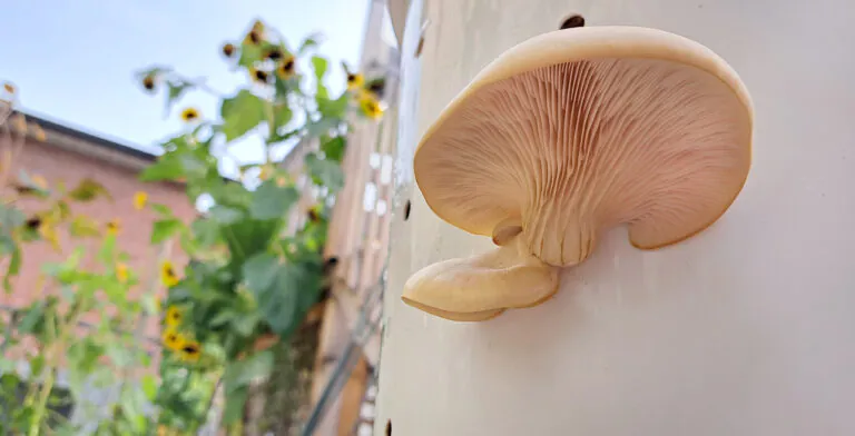 champignons