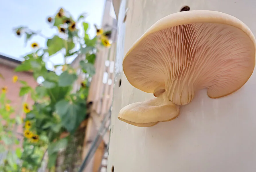champignons